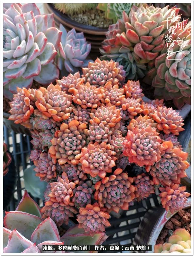 玉蝶铜芯电线价格表4平方,玉蝶铜芯线今日价格