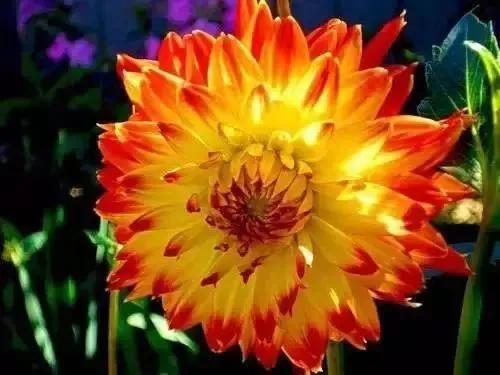 美丽的鲜花，姹紫嫣红，芬芳扑鼻，令人心情愉悦