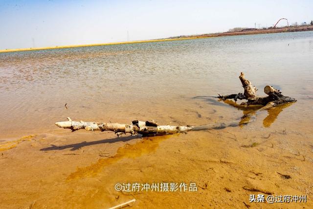 黄河郑州段春色正好！这三个最佳春游点，能看水鸟能野营