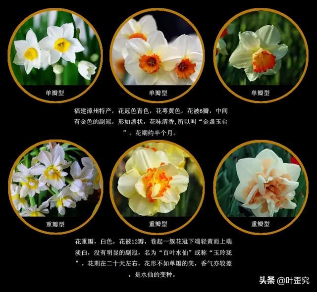 11月开什么花