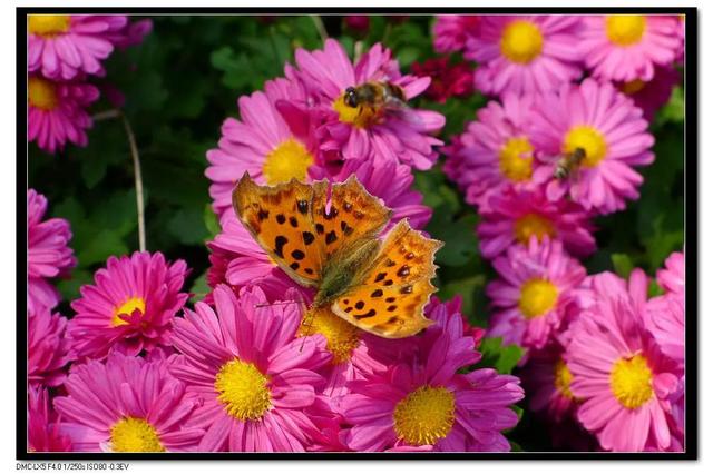 回顾春天百花争艳、招蜂引蝶图片大赏