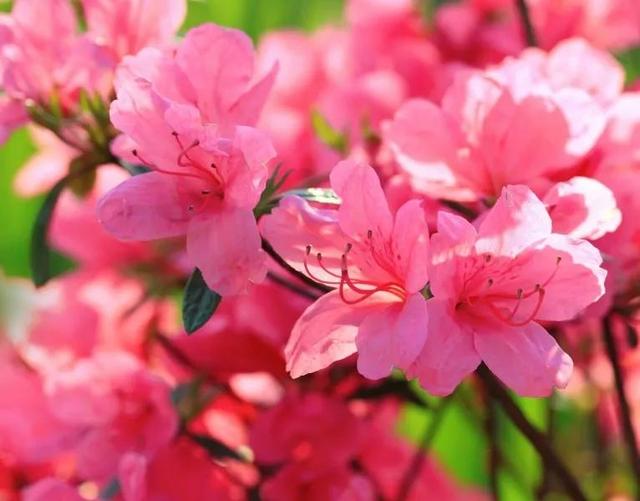 花的世界，芬芳美丽；醉了眼眸，美了心情