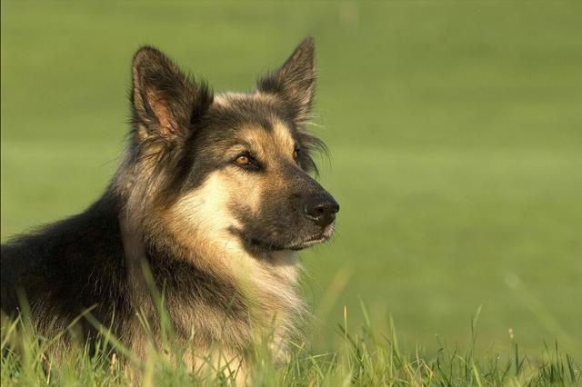 德牧犬