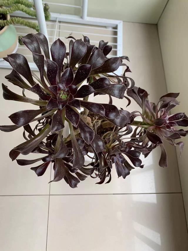 长相思，思念