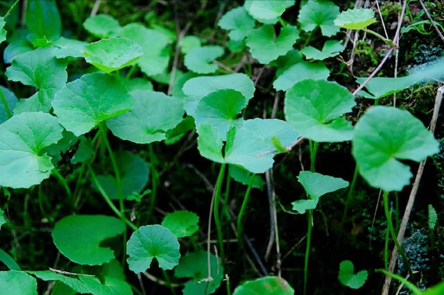 农村这种看似是野菜的马蹄草，不仅是一味中草药，也能煮汤喝