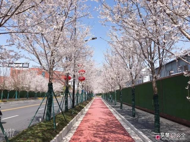 行道树 行道树（行道树图片） 生活
