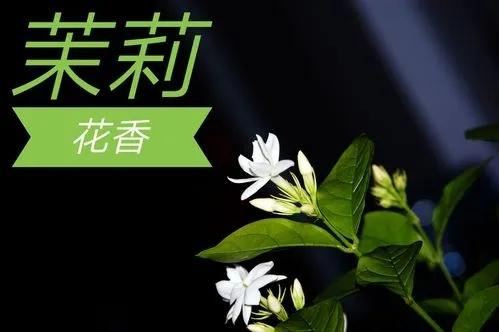 矛盾的吲哚：茉莉花香怡人，粪臭熏人，其实是由它一手操控的2