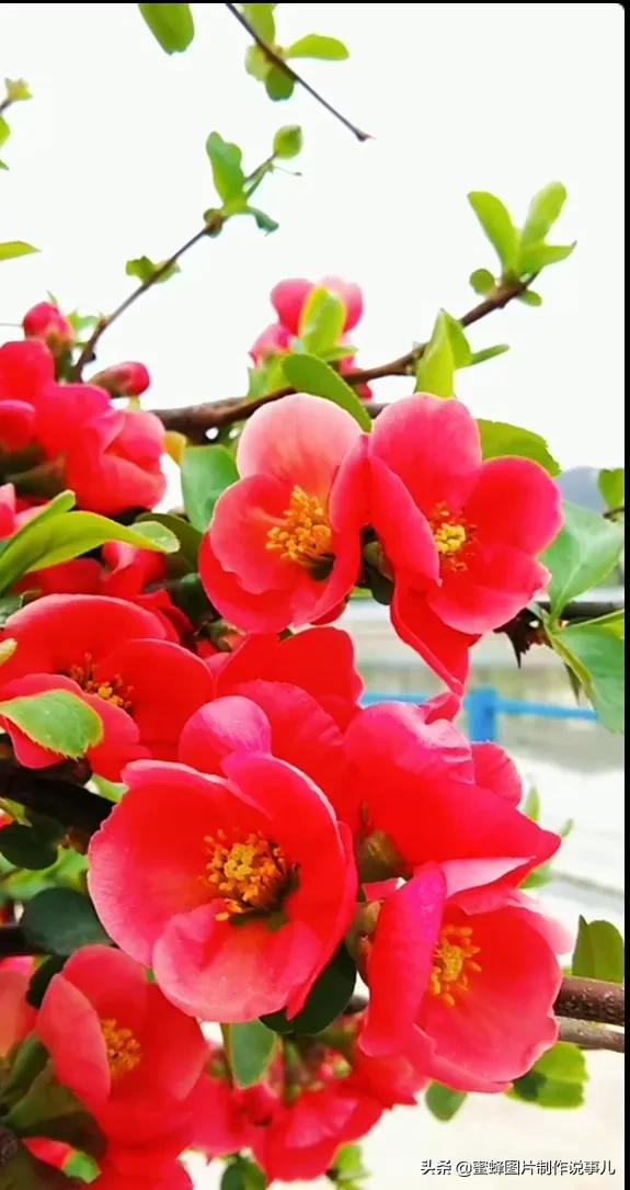 春花烂漫，竞相绽放，鸟语花香