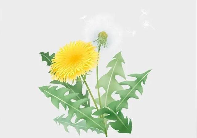 抗癌妙招get！这几味野菜营养美味，还有利于癌症治疗