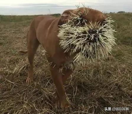 巴西土狗多次挑战豪猪，脸上却被扎满数百根刺，狗主人：免费针灸