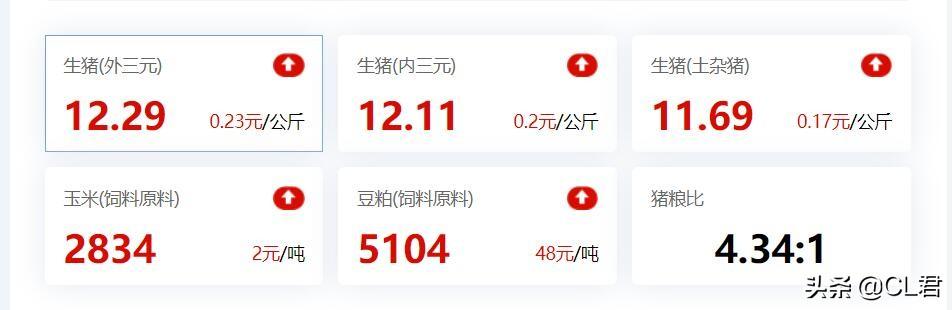 生猪价格大涨，猪肉开始“飘红”，一天涨5毛，猪价反弹之路开始