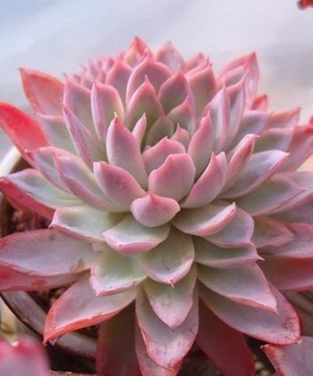 多肉