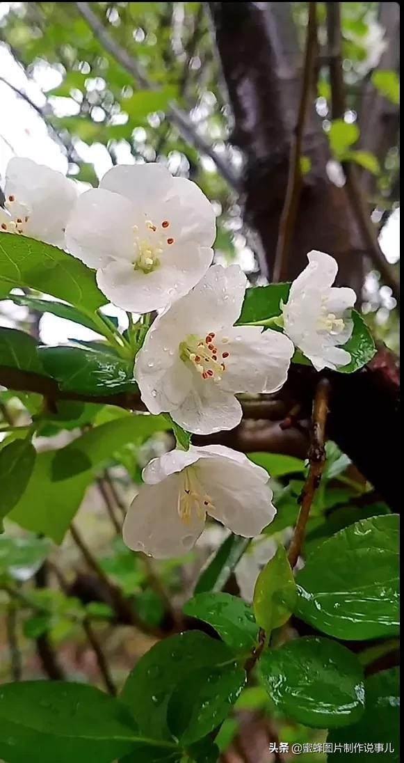 春花烂漫，竞相绽放，鸟语花香