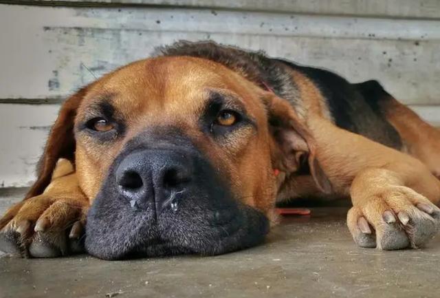 狗狗突然趴着不动一碰疼痛的表现(狗狗趴着一整天不吃东西)