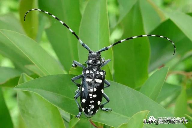 园林植保：常见害虫的防治（尺蠖、蚜虫、红蜘蛛等）6