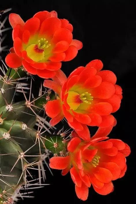 花的世界，芬芳美丽；醉了眼眸，美了心情