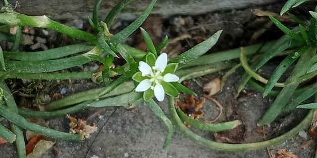我有花香，但没树高，我是一棵无人注意的小草