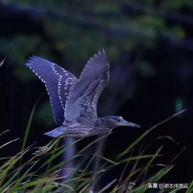 海南風光美（029）像雄鷹展翅翺翔