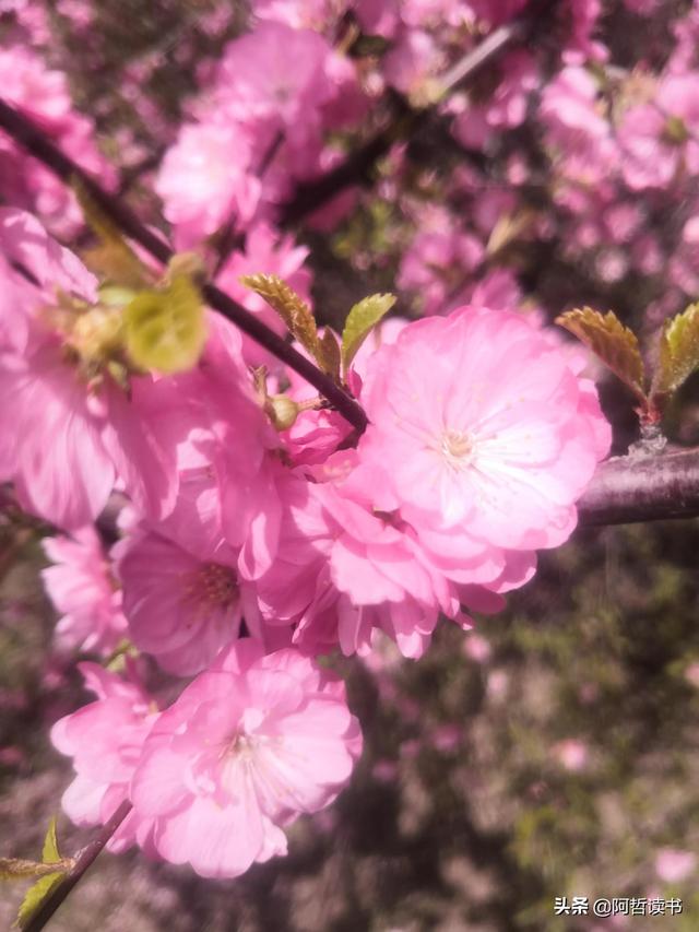 春光明媚，粉红的榆叶梅正芳菲，美美的令人陶醉