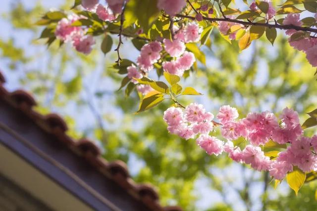 春天古诗最好的10首，春天是一首优美的诗？