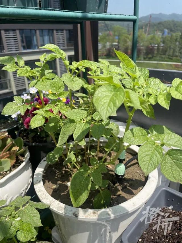 你在家种花种菜，这两位“卖土”做成大生意，公司估值10亿