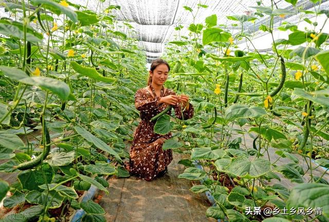 农场种什么最赚钱