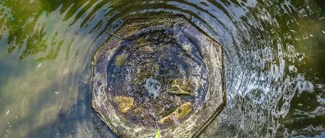 冬至：数九寒天一阳生，滋补暖胃御寒湿