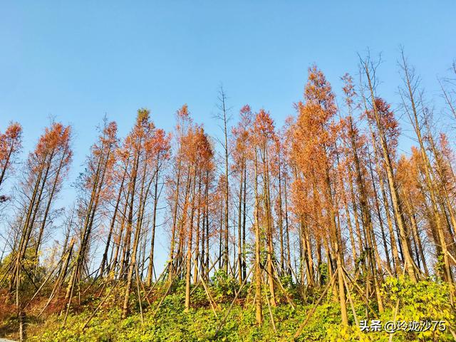 長沙唯一擁有戶外足球場的公園，更有大片水杉美景等你來
