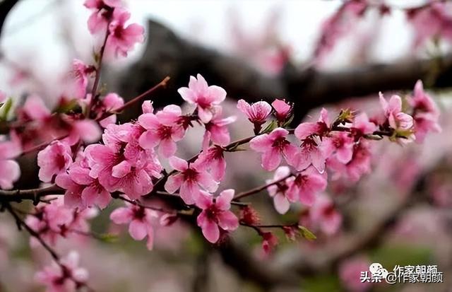 周晓枫：桃花烧｜|散文