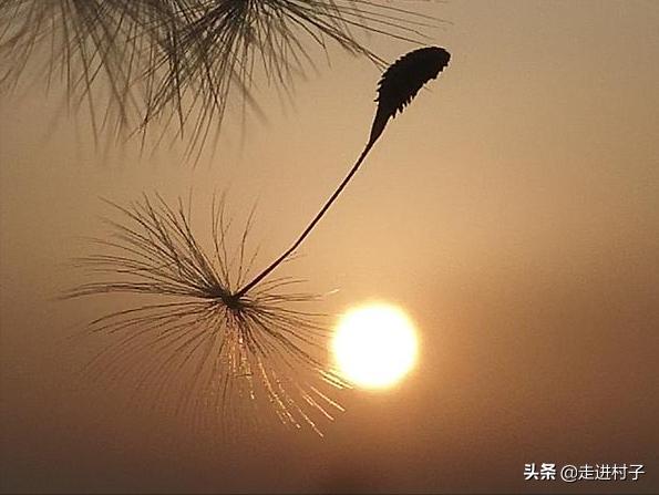 种子的传播方法