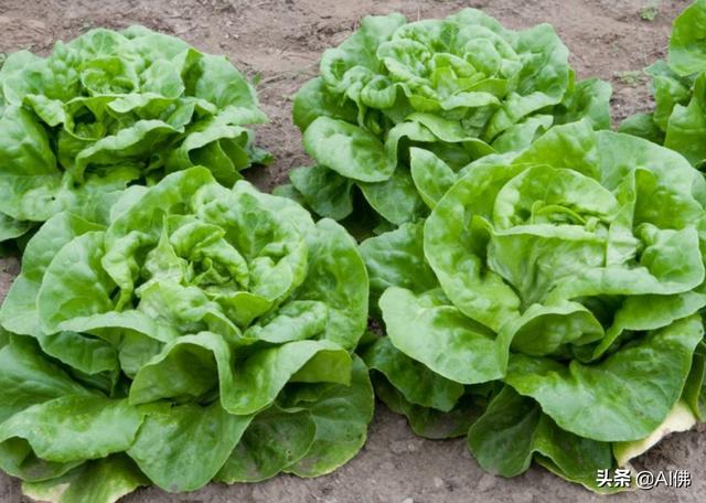 美国人平均一年吃多少食物