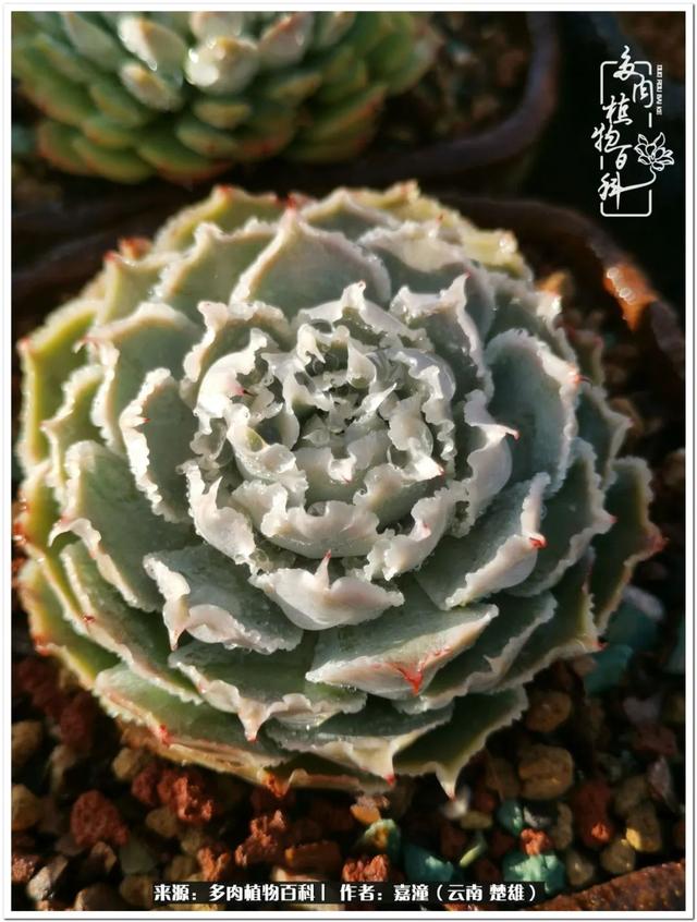 玉蝶铜芯电线价格表4平方,玉蝶铜芯线今日价格