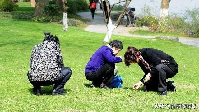 春分过后，野菜香，多吃这5种，下火、祛湿、排毒，少遭病魔侵扰