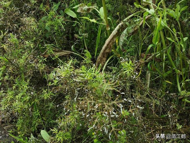 草甘膦除草剂4