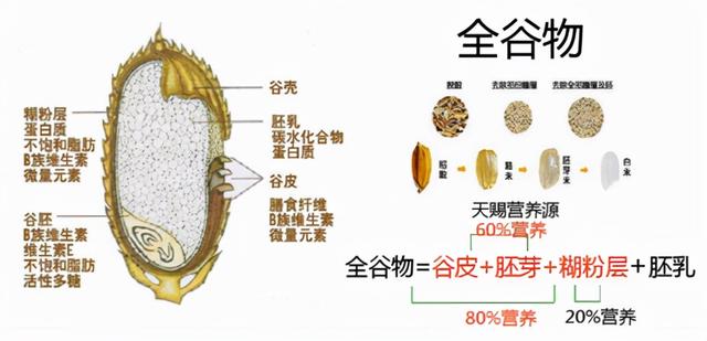 什么是膳食纤维？什么是食物全食与饱腹感，膳食纤维有哪些好处