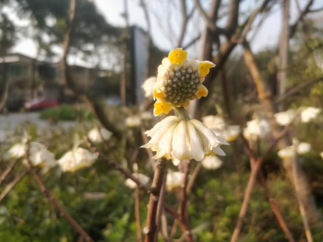 结香 结香（结香花的寓意和风水） 生活