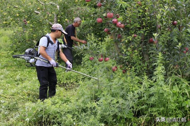 除草剂效果发挥受多种因素影响：什么时候打除草剂效果更好12