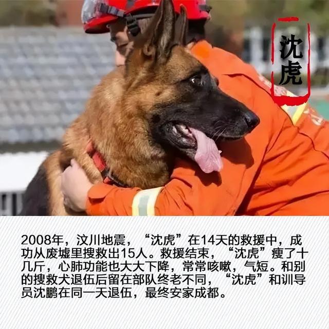 搜救犬多厉害？500平方米1滴血，搜救犬用时87秒就找到