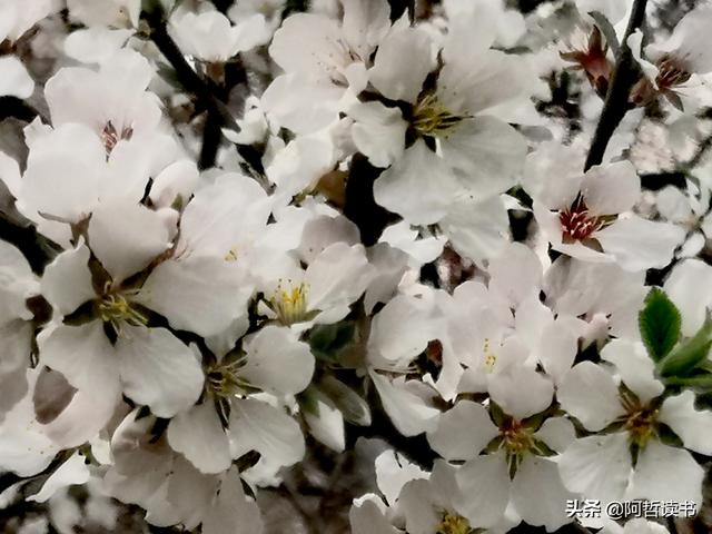 春深景更浓，人间重晚情，繁华依旧笑东风