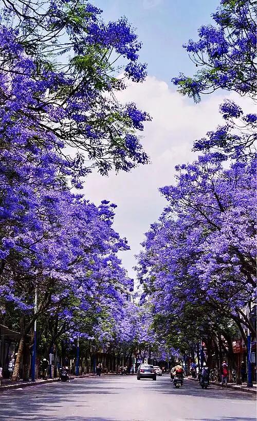 蓝花楹真实图片图片