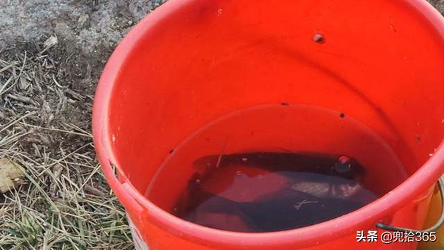 山東一河流入海口成天然黑坑，釣魚人蜂擁而至，魚獲到底怎麽樣？
