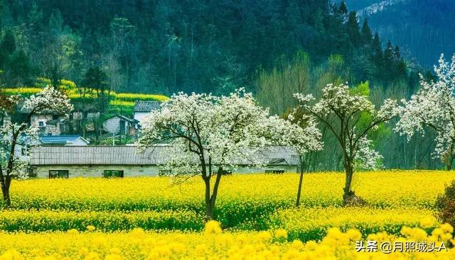 散文：春心若在，风景自在