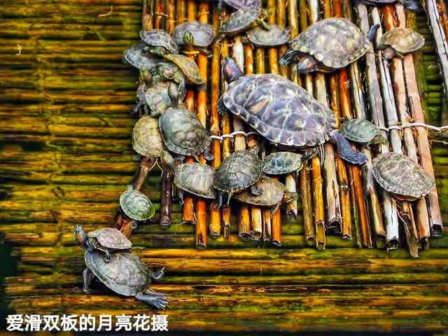遊京郊臥佛寺隨感