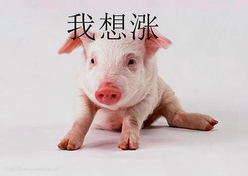2月22日猪价：北稳南降！猪价还有2大利好，6元猪价能稳住吗？