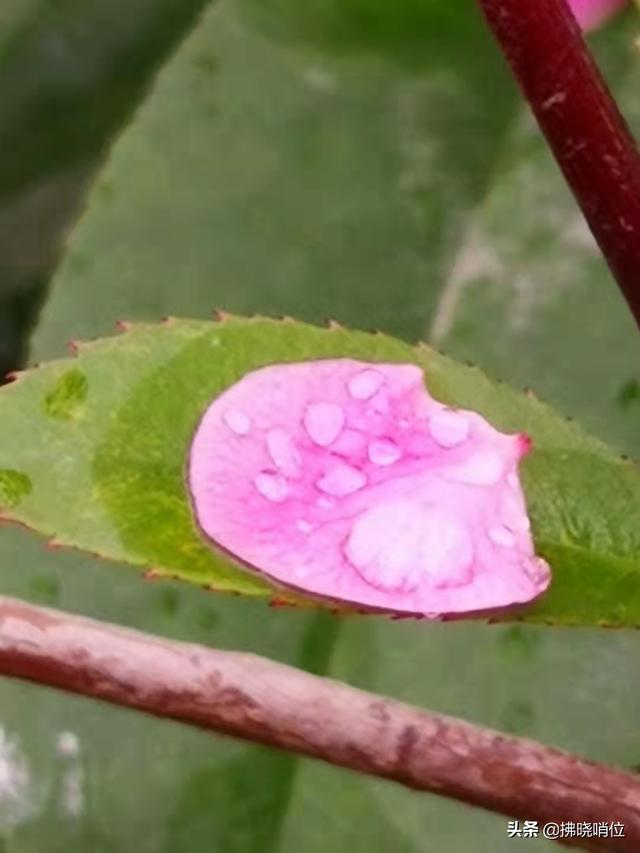 清明，流在血脉里的眷恋时节