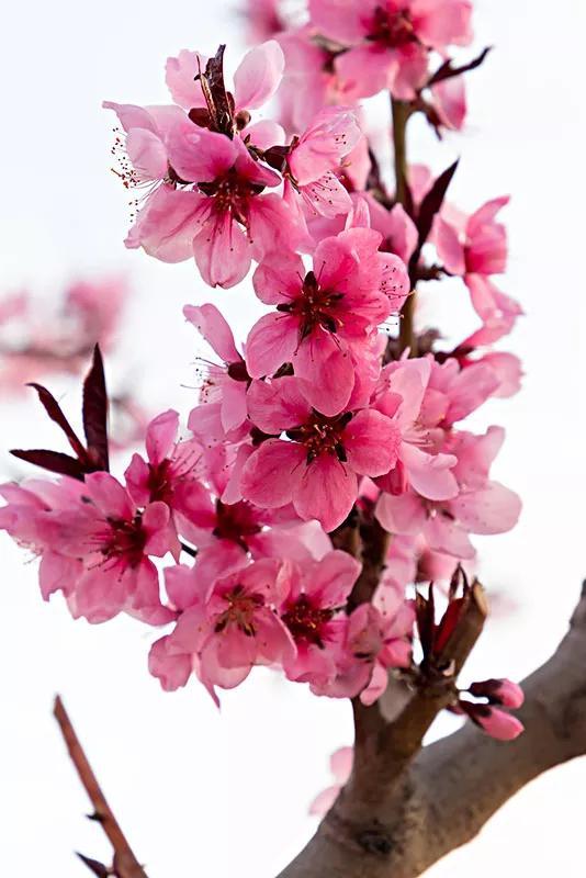 各种花开的时间 各种花开的时间（各种花开的时间表以及状态） 生活