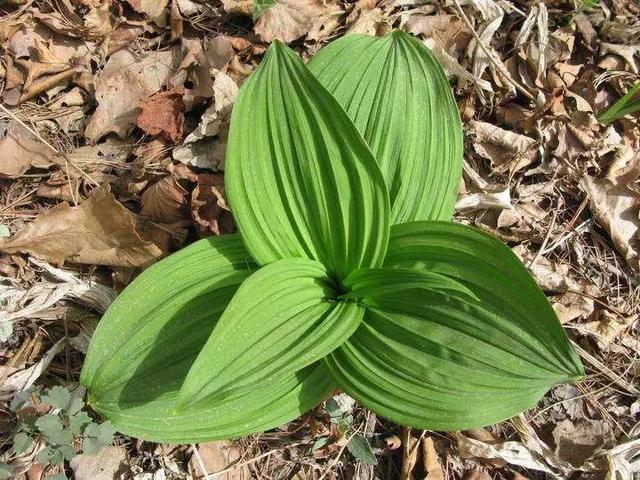 生物农药未来之星？解析植物源农药研究开发方向3