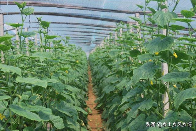 种植什么最赚钱 种植什么最赚钱（室内种植什么最赚钱） 生活