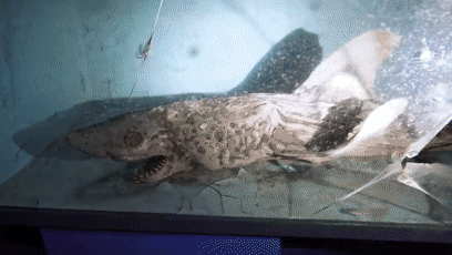 废弃水族馆惊现僵尸鲨鱼(废弃水族馆惊现僵尸鲨鱼群)-锐牛沃德讯息网