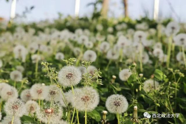 什么？在西法大，spring还有这个意思!